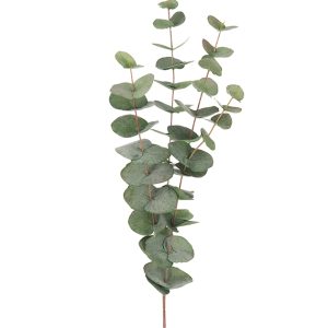 VÄXT, Eukalyptuskvist, 60cm